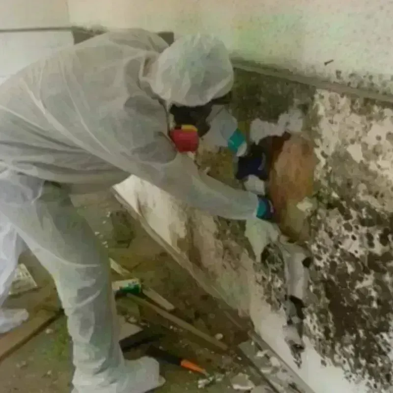 Mold Remediation and Removal in Worth County, GA